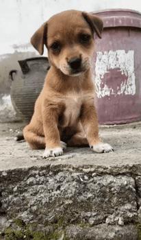 超级可爱呆萌的小奶狗,全种类小奶狗超萌合集