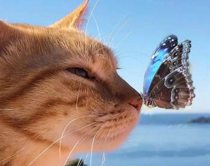 如果喵星人有自己的生活方式,喵星人的居家生活