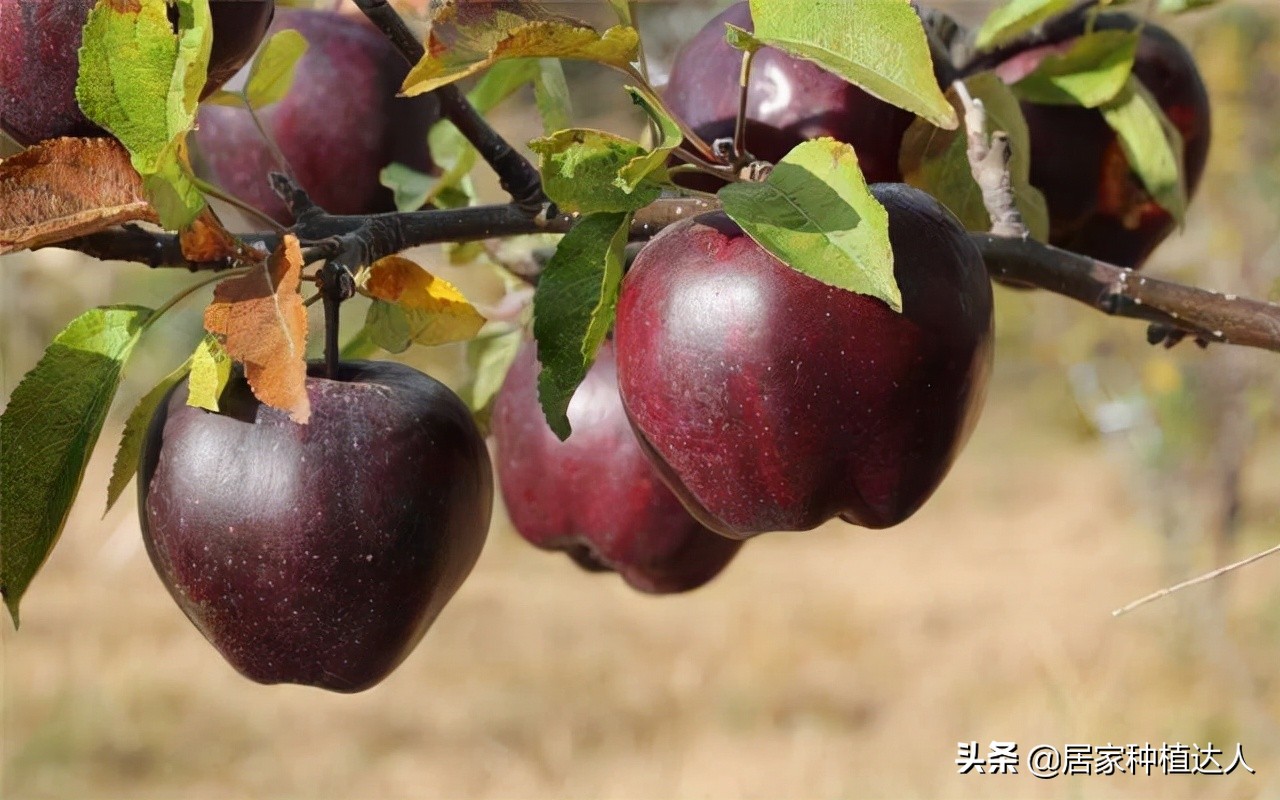 湖北适合种植的耐旱耐寒的坚果树,当今既抗寒又耐高温四季常绿树