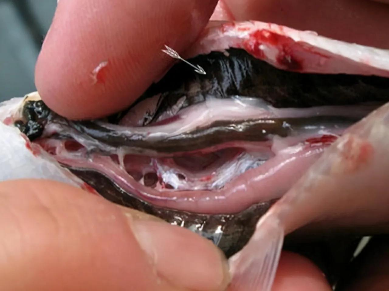 炖鱼小窍门不腥入味,炖鱼怎么炖不腥又不柴