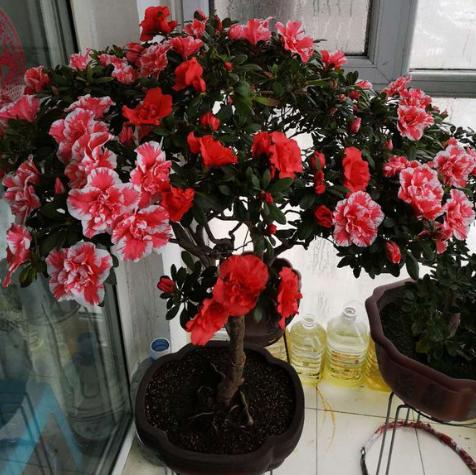 刚从花市回来的杜鹃怎么处理,刚种的杜鹃叶子枯萎