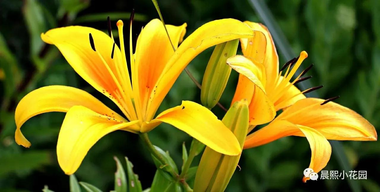 百合盆栽轻松养护到开花颜色超美,盆栽百合怎样养球根