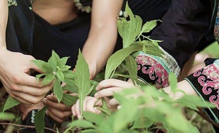 传承与弘扬苗医药,传承苗医