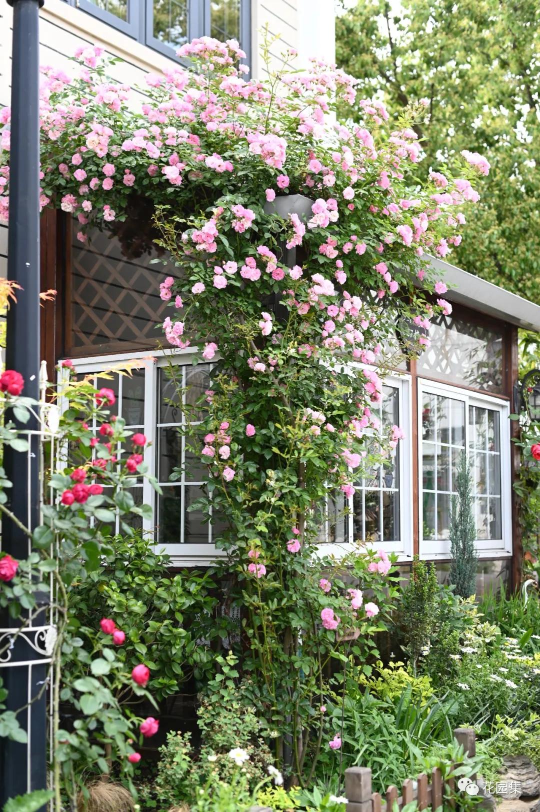 小花园最新改造,改造一个小花园真的太不容易了