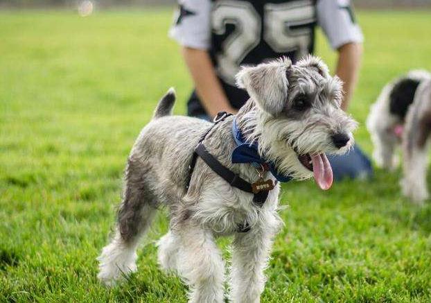 雪纳瑞的优缺点适合什么人群饲养,比熊泰迪雪纳瑞哪个优点多