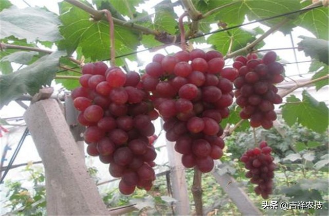 红提温室葡萄栽培技术视频,平架红提葡萄栽培技术