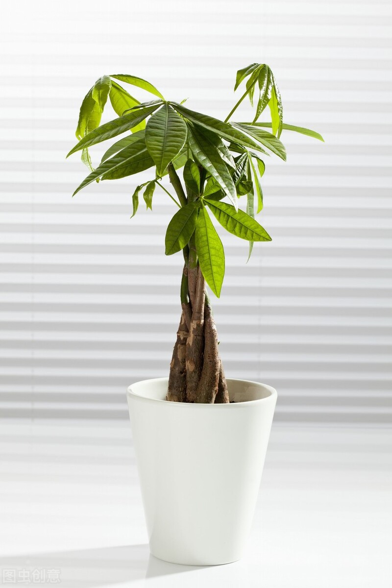 养什么植物晒不死又不怕冻,北方冬天适合养的花草耐寒耐冻