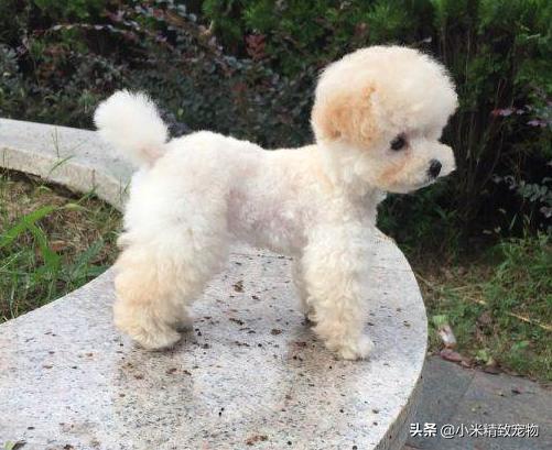 邻居家狗,邻居家的泰迪总吓到我