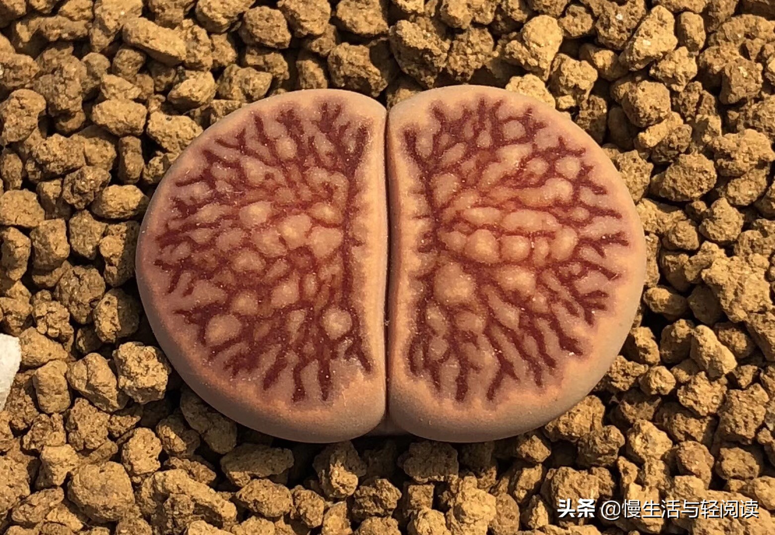 《慢客多肉》（连载五十）