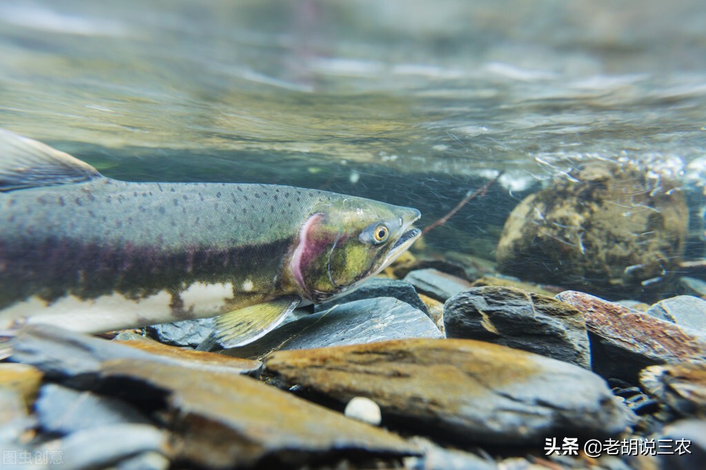 肇源江鱼排名,肇源江鱼有什么品种
