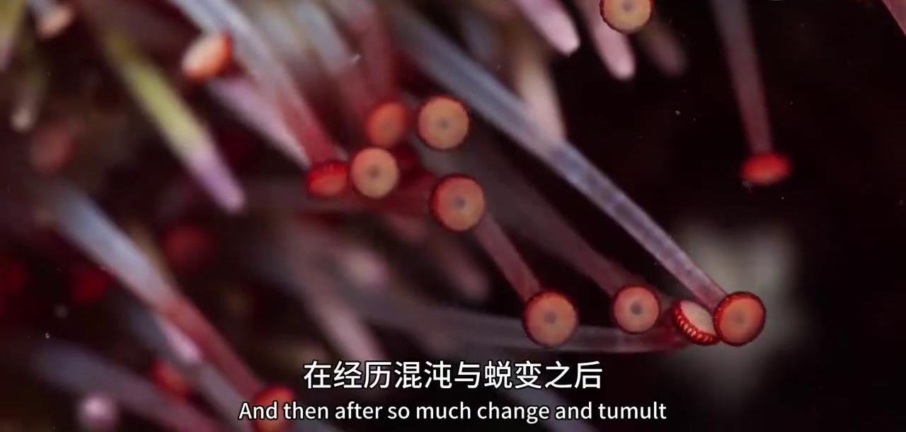 显微镜下的海洋生物,显微镜下的海洋