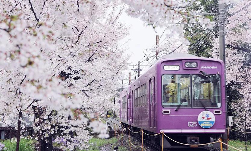 疫情期间为了赏樱花，憋坏了的日本人都想出了哪些另类方法？