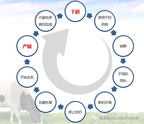 PeterEdmondson博士：乳房炎防控之干奶期管理