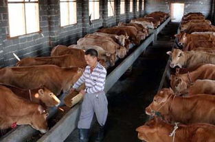 吉林大叔回乡养黄牛,养殖黄牛走上致富路