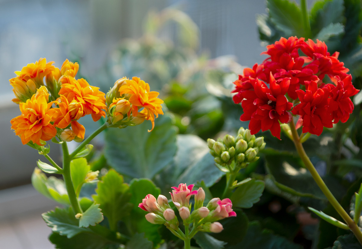 养花也要一种好心态才能养好花,人养花花养人6种花越养越健康