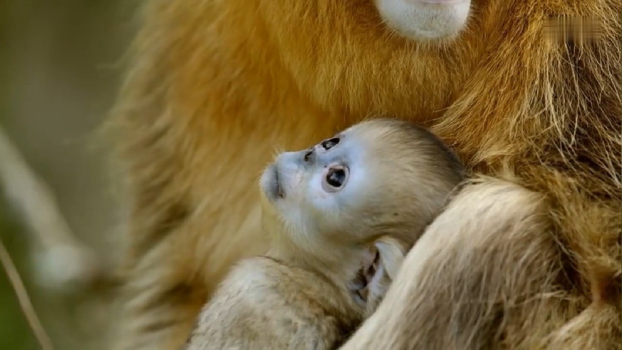 金丝猴妈妈会不会虐待宝宝,野生金丝猴带猴宝宝