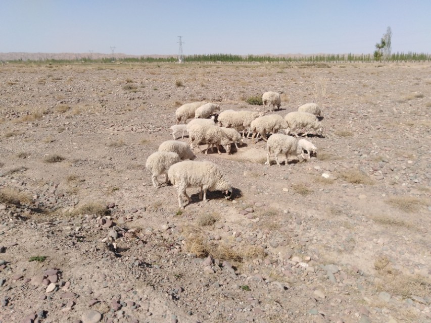 新手养羊经常会遇到哪些问题,养羊问题