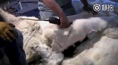 神兽羊驼吐口水,羊驼为什么吐口水表情包