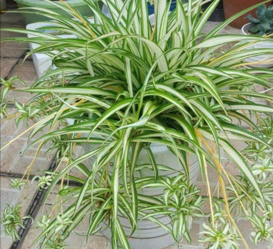 室内养殖喜阴植物,室内养净化空气效果最好的植物