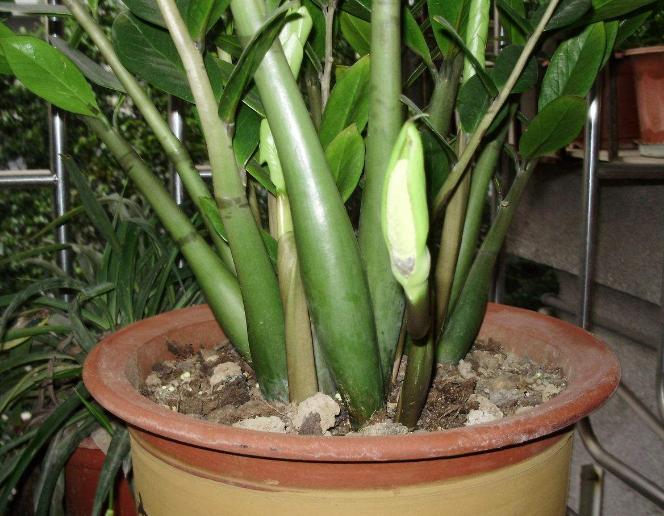 金钱树怎么养才能枝繁叶茂,金钱树怎么养才根壮叶茂