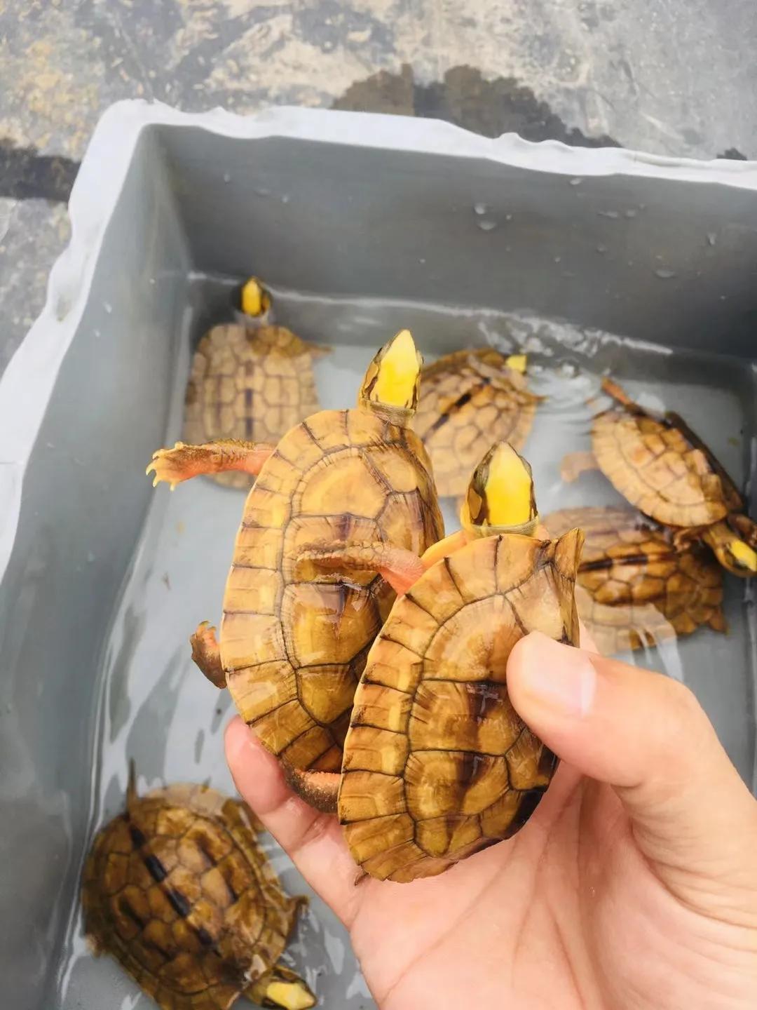 如何能合法养殖龟,珍稀龟养殖视频教程全集