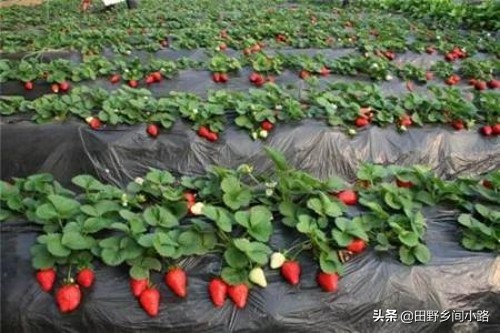 大棚草莓种植方法全过程视频露天,露天草莓开花结果时怎么管理