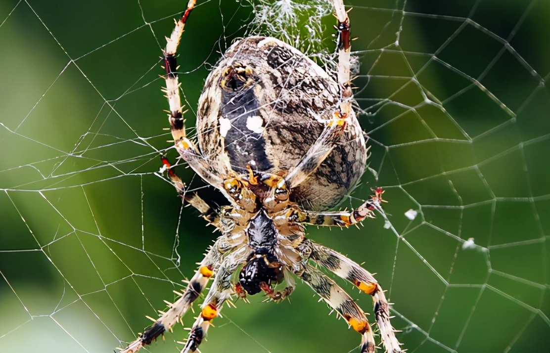 算命说家中有喜鹊代表什么,3只喜鹊在风水上代表什么
