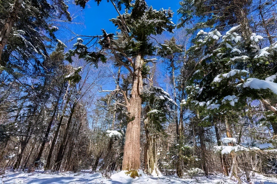印象长白山森工地址,印象长白山森工怎么样