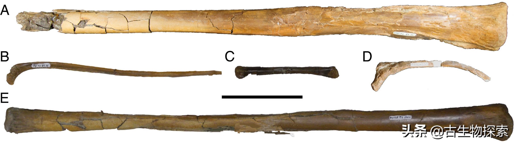 加拿大翼龙图片,加拿大发现恐龙化石