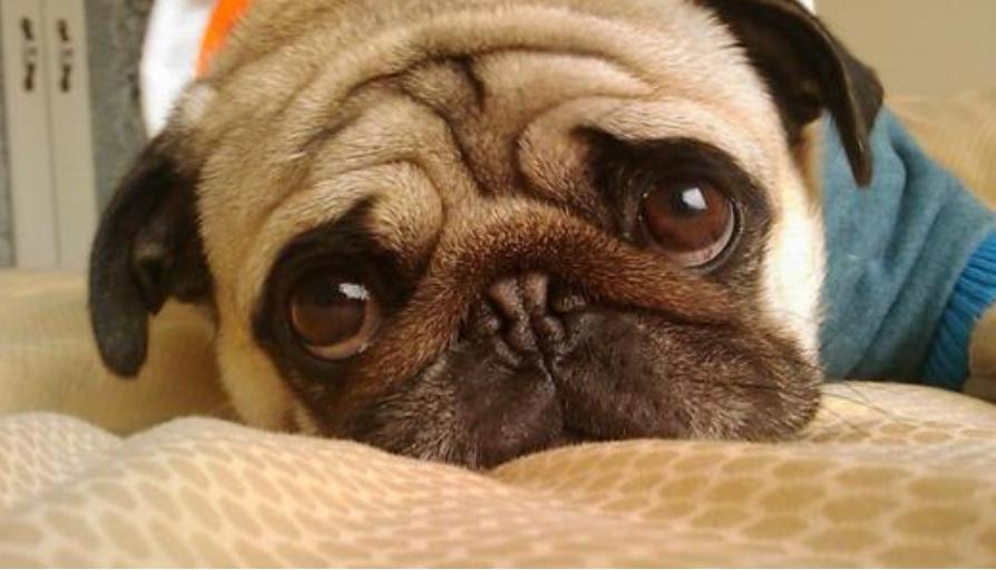 45种常见狗狗你能认出几种,超级金贵的狗狗你知道几种