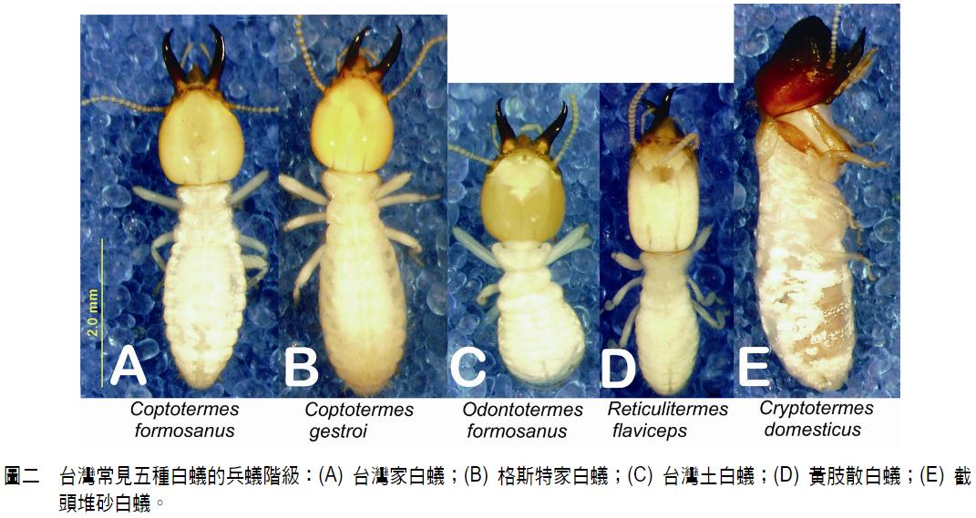 雨后爆发的飞蚁,靠超强繁殖苟了2亿年却沦为“优质蛋白来源”