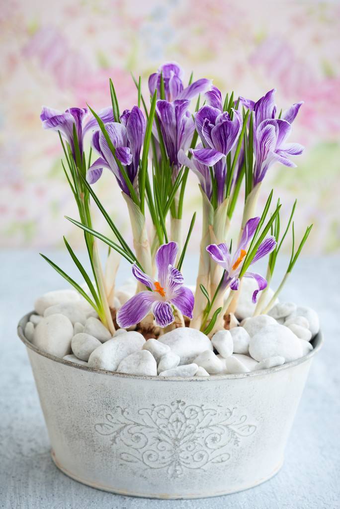 番红花适合养什么花,番红花怎么才能多开花