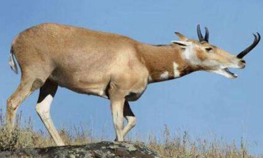 长颈鹿能逃过凶猛的狮子吗,长颈鹿面临灭绝威胁