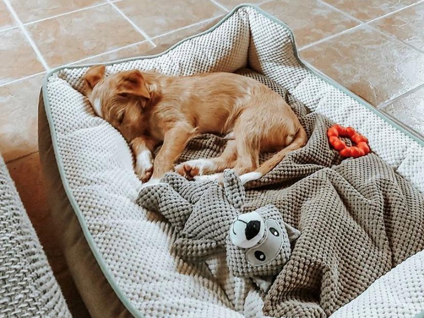 泰迪狗狗感冒怎么办呢,狗狗感冒流鼻涕怎么办