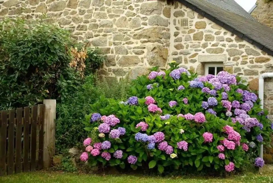 这“38种花”,当你开始收集品种时,你已入坑颇深