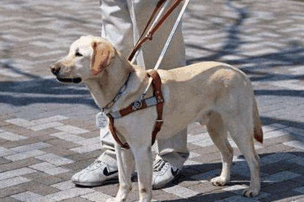 导盲犬大部分都是金毛么,金毛和拉布拉多哪个更适合导盲犬