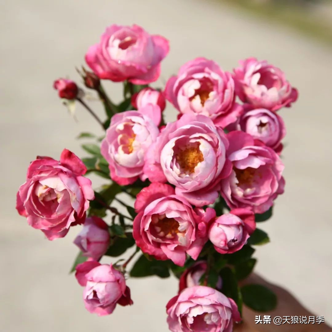 四月最浪漫的蔷薇花,最浪漫的四月花