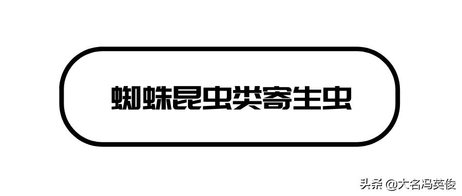 定期做驱虫就没必要担心,定时驱虫为什么还有跳蚤