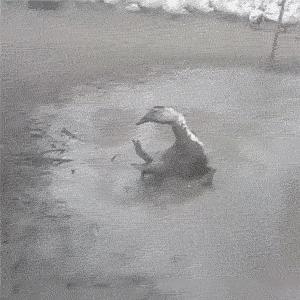 搞笑偷井盖的贼,偷井盖的搞笑图片