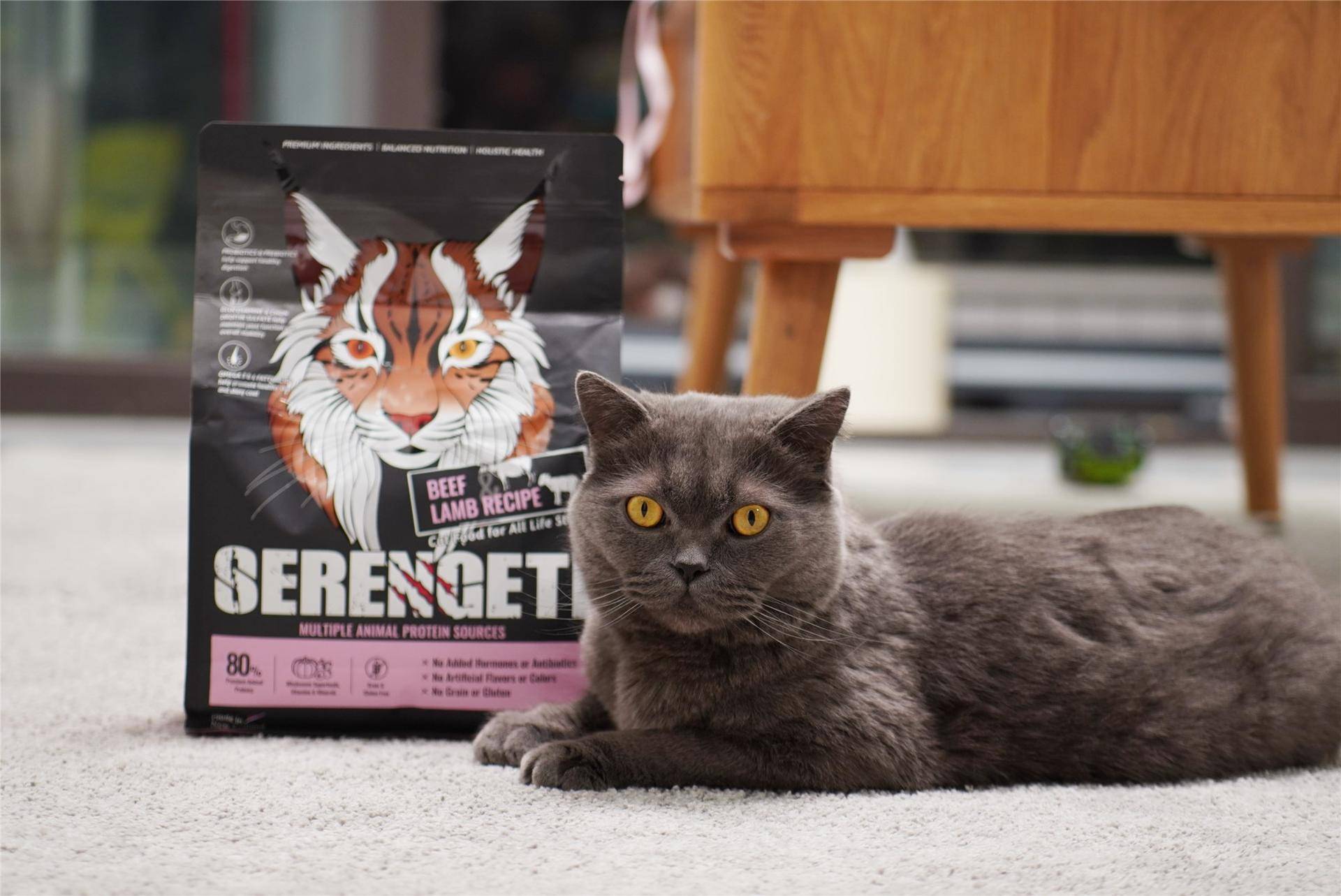 猫主子的猫砂怎么选,喵星人的食物有哪些