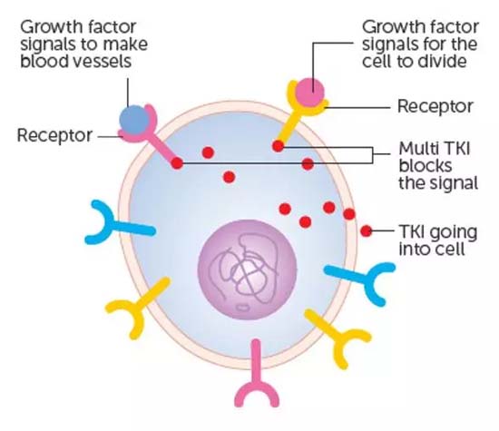 2018乳腺癌新药进展,三阴性乳腺癌基础研究热点