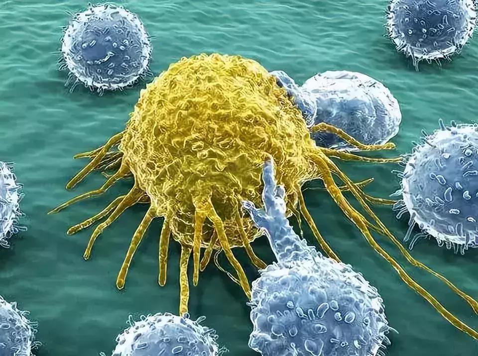 肠道菌群与癌症的最新研究,肠道菌群与癌症的关系