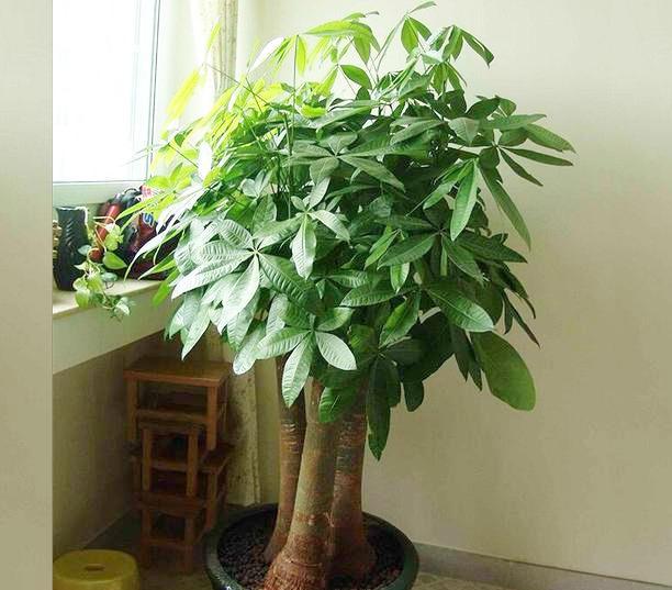 在家里养殖致富,发财树黄叶烂根怎么处理