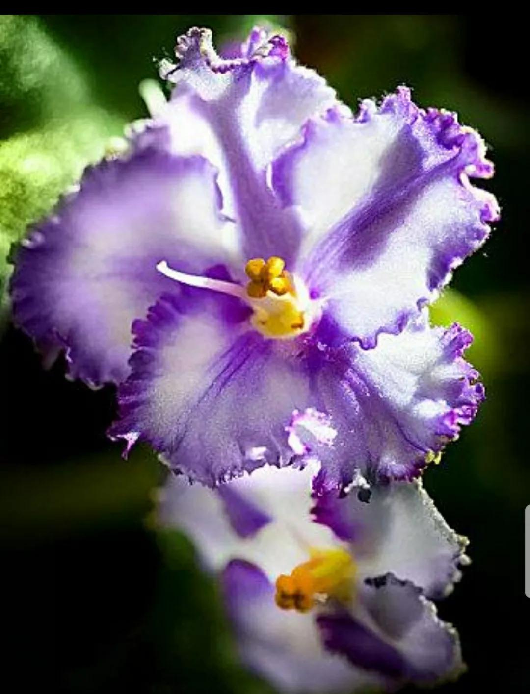 芳踪难觅濒危花!清新治愈篇:沙漠高原是吾家,豹子花的春天来了