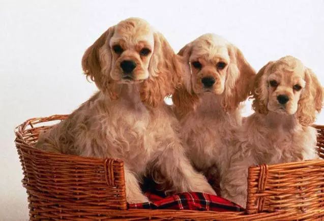 72种名犬分类介绍及图片,72种名犬及图片