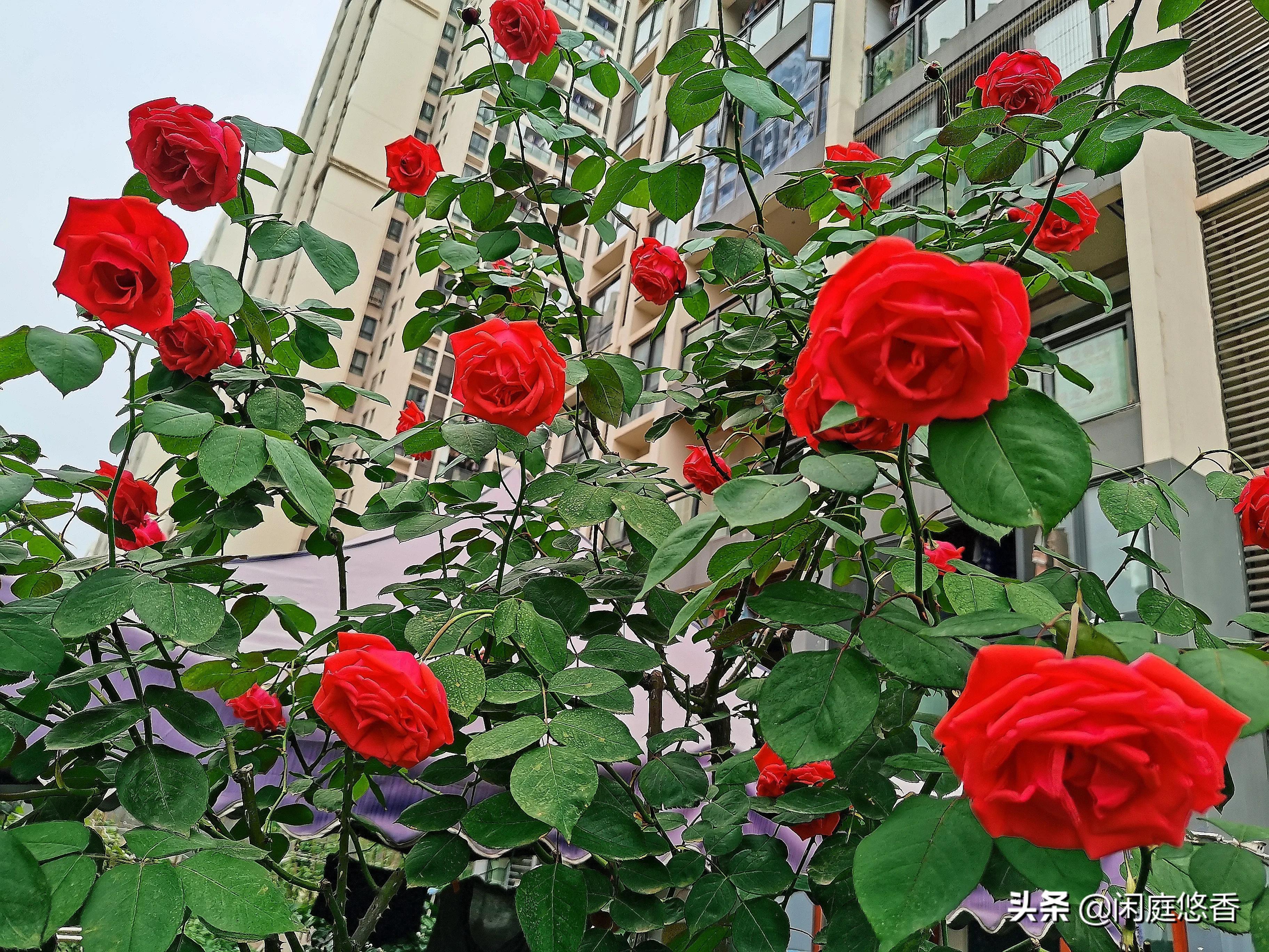 100种常种花卉养护秘籍,20种花卉浇水保养法