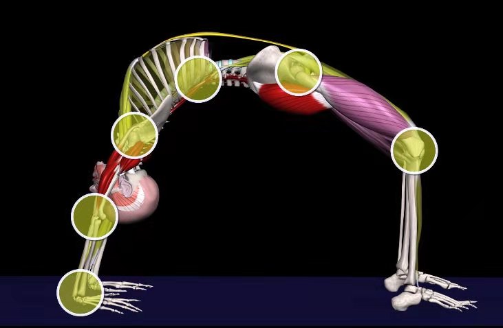 瑜伽轮式起不来动态图,瑜伽轮式手推不起来是什么原因