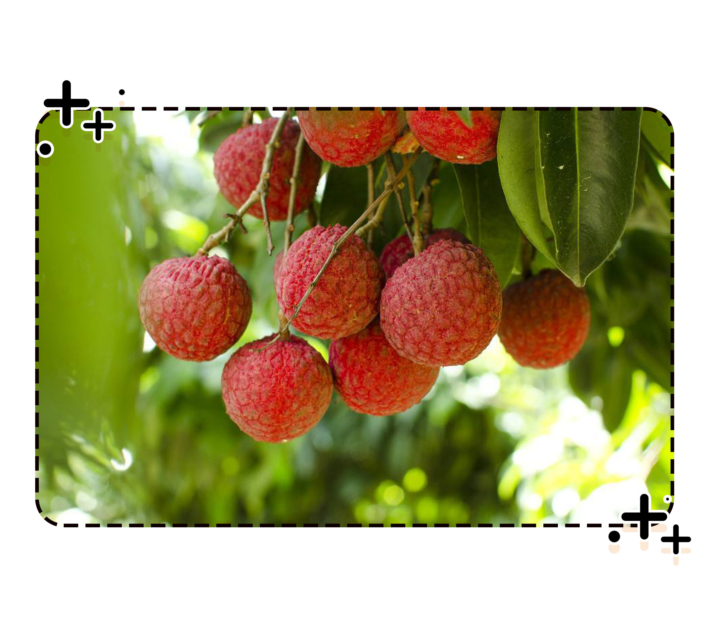 荔不从心！古人为了实现荔枝自由到底有多拼命？（菲李漫画）