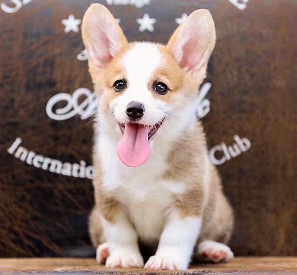 柯基犬如何看聪明不聪明,如何科学养一只柯基犬呢