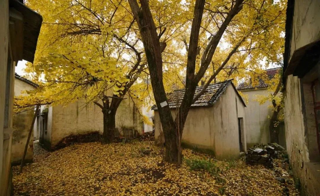 苏州西山十大知名农家乐有哪些,带你走一走苏州的太湖边农家乐